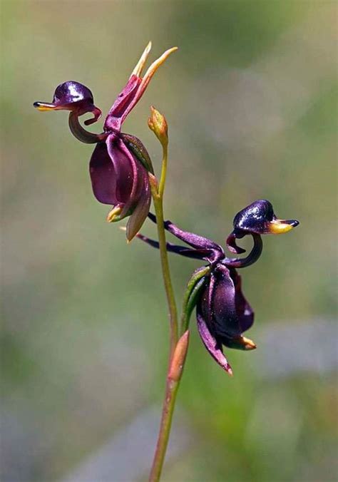 10 Fotos De Flores Raras Y Exóticas