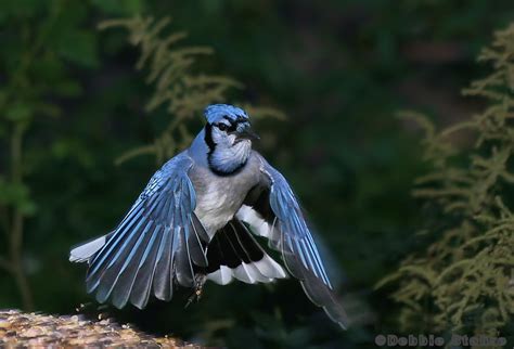 Blue Jays Focal World