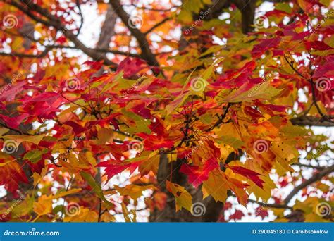 Maple Tree In Canada Turning Red And Yellow In Autumn With The Green