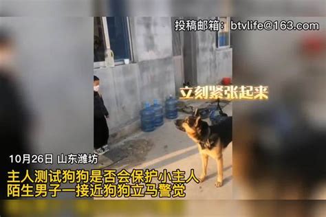 忠犬护主！发现“陌生人”靠近小主人，狗狗立马警觉将其逼退！陌生人狗狗警觉