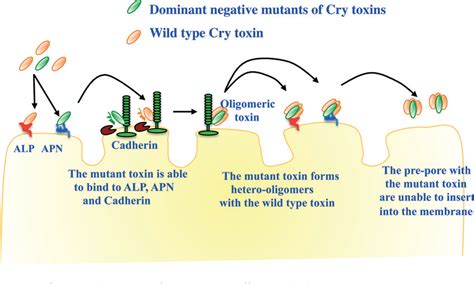 Figure From Bacillus Thuringiensis Insecticidal Three Domain Cry