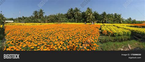 Flower Plantation Image And Photo Free Trial Bigstock