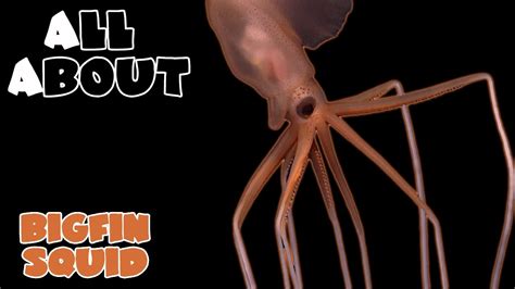 All About The Bigfin Squid Magnapinna Squid April Fools Special