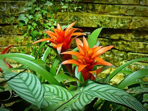 Bromeliads Are Great for Frogs - The Tye-Dyed Iguana - Reptiles and ...