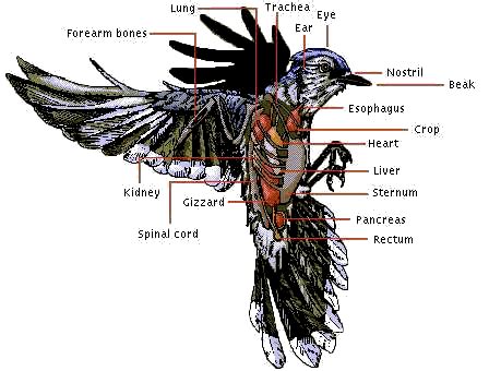 External Bird Anatomy Diagram