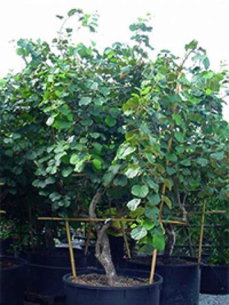 Actinidia Deliciosa Abbot Kiwi Abbot G Nstig Kaufen