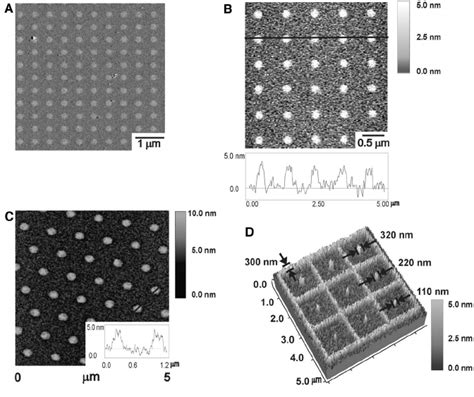 Afm Images And Height Profiles Of Lysozyme Nanoarrays A Lateral