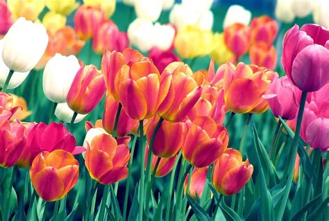 Flowers Tulips Flower Bed Flowerbed Spring Sharpness HD Wallpaper