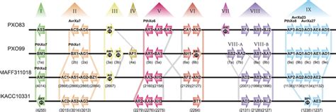 Distribution Of Tale Genes In Xoo Strains Pxo83 Pxo99a Maff311018 And