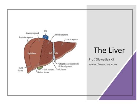 Crossword The Liver Prof KS Oluwadiya Online