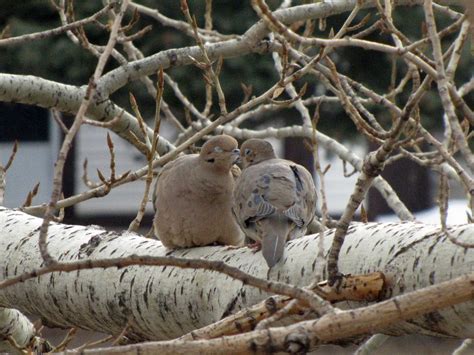 Dove Love - Birds Calgary