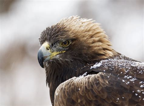 Donate — Golden Eagle Audubon