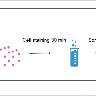 FACS Analysis Of Adult Murine Testicular Cells Based On DCV