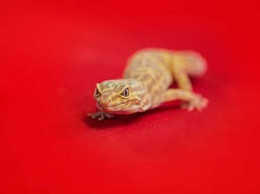 Lizard On A Red Background Photography By Pixie Copley Lrps Saatchi Art