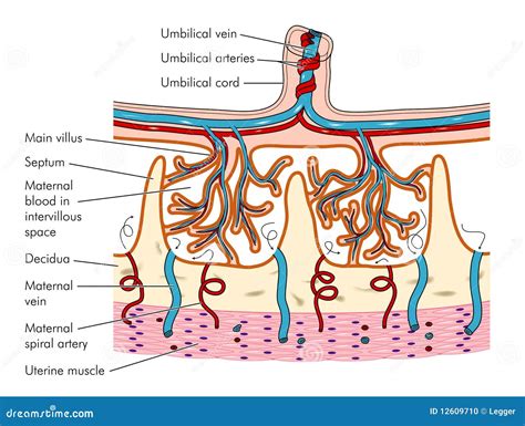 Placenta Cartoons, Illustrations & Vector Stock Images - 3163 Pictures to download from ...