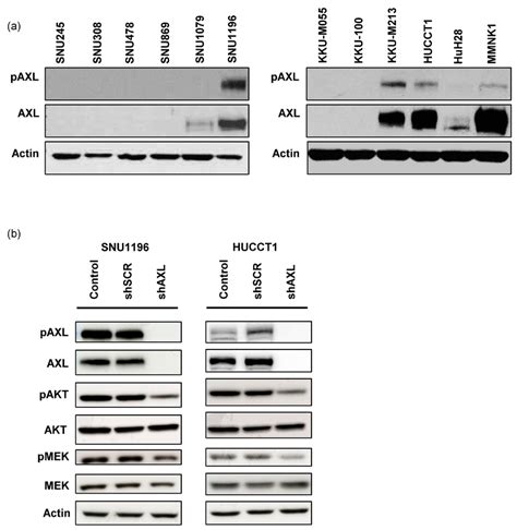 Axl Expression In Bile Duct Cancer Cells A The Expression Of Axl And