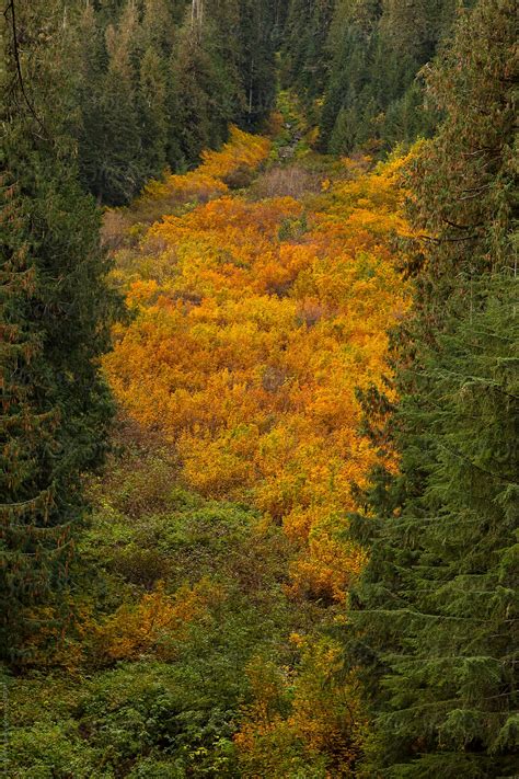 "Coniferous Vs Deciduous" by Stocksy Contributor "Ryan Matthew Smith ...