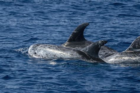 Risso dolphin close up portrait on sea surface 17362130 Stock Photo at ...