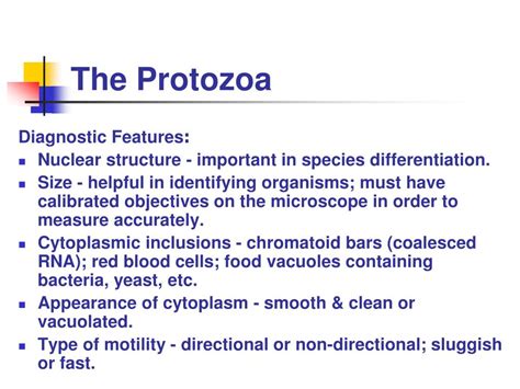 Ppt The Protozoa Powerpoint Presentation Free Download Id1355515