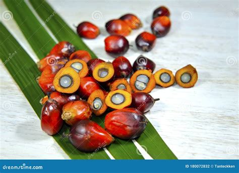 African Oil Palm Elaeis Guineensis The Oil Palm Was Introduced To