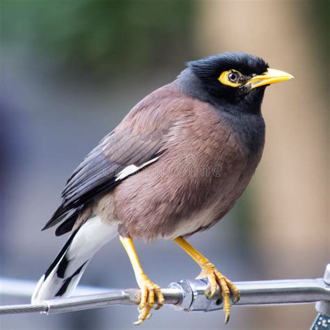 2+ Common indian myna Free Stock Photos - StockFreeImages