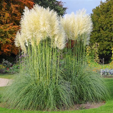 Pampasgras Sunningdale Silver Cortaderia Selloana Sunningdale Silver