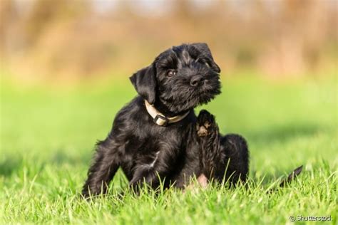 Como Acabar Carrapato Em Cachorro Um Guia Completo Para Se L