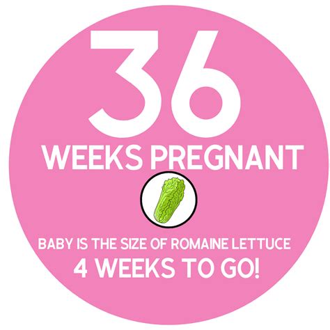 36 Weeks - Swaddles n' Bottles