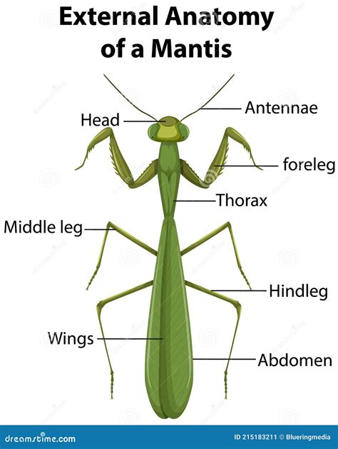 Praying Mantis Anatomy