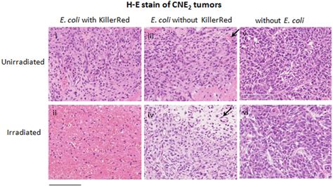 Histological Sections Of Tissue Showing The Phototoxicity Induced By Download Scientific