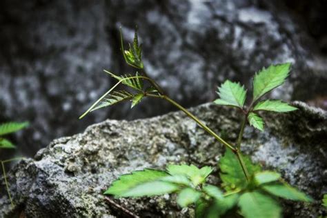 「植物」乌蔹莓 每日头条