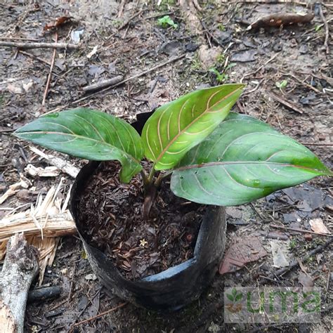 Jual Tanaman Hias Aglonema Rotundum Tiger I Hijau Shopee Indonesia