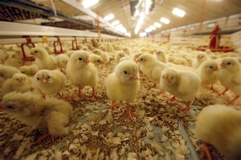 Hatching In The Broiler House Gives Chicks A Head Start Poultry World