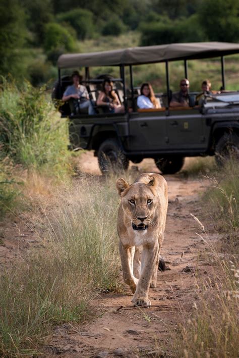 Everything You Need To Know Before Booking Your First African Safari