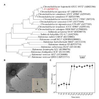 (A) Phylogenetic analysis of F3 based on the 16S rRNA gene sequence ... 