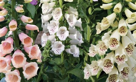 Three Foxglove Digitalis Dalmatian Mix Plants Groupon