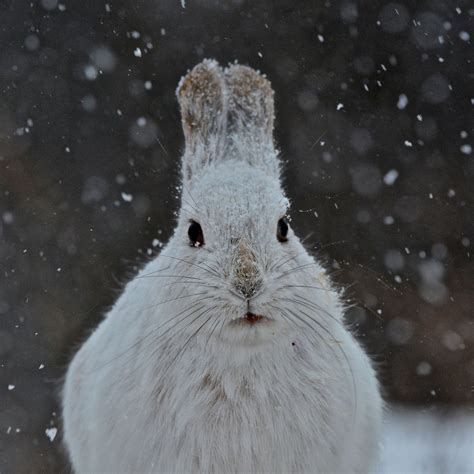Snowshoe Rabbit In The Taiga
