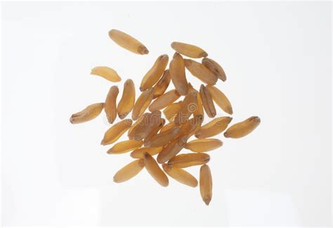 Khorasan wheat stock photo. Image of uncooked, group - 20310464