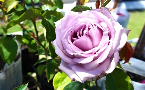 Rose Blue Moon - Lakeside Plants & Nursery