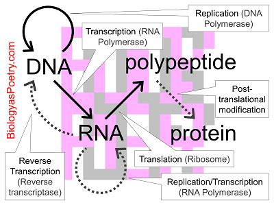 Central Dogma - Biology As Poetry