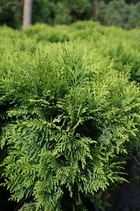 Ywotnik Zachodni Danica Thuja Occidentalis Danica Szk Ka W