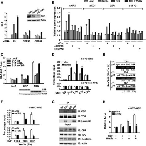 TDG And CBP Are Required For Reciprocal Coactivator Function A CBP