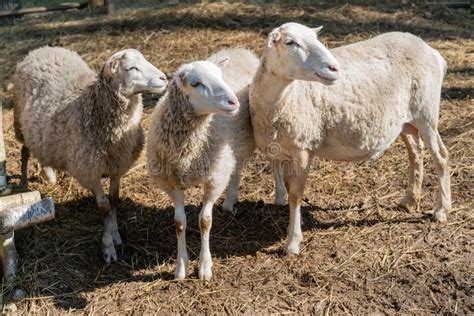 Sheep In The Corral For Cattle And Sleeping After A Walk In A Pasture