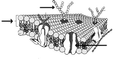 Cell Membrane Coloring Page