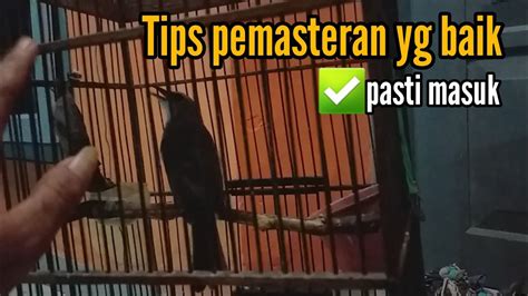 Cara Memasteri Burung Trucukan Yang Benar Aga Cepat Masuk Youtube