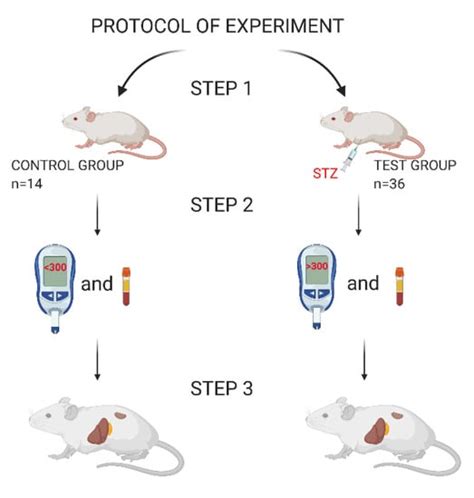 Biomedicines Free Full Text Streptozotocin Induced Diabetes In A