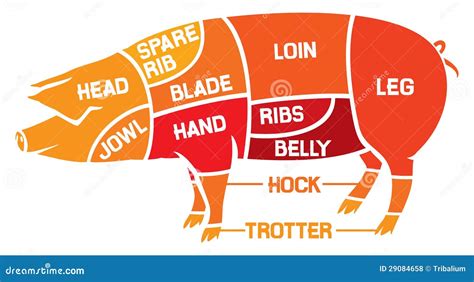 Pork Meat Cuts Diagram Pork Cuts For Grilling — Grillocrac