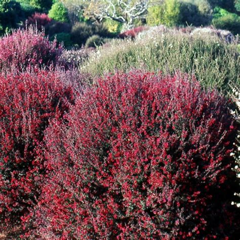 Leptospermum Crimson Glory L Pot Ardcarne Garden Centre