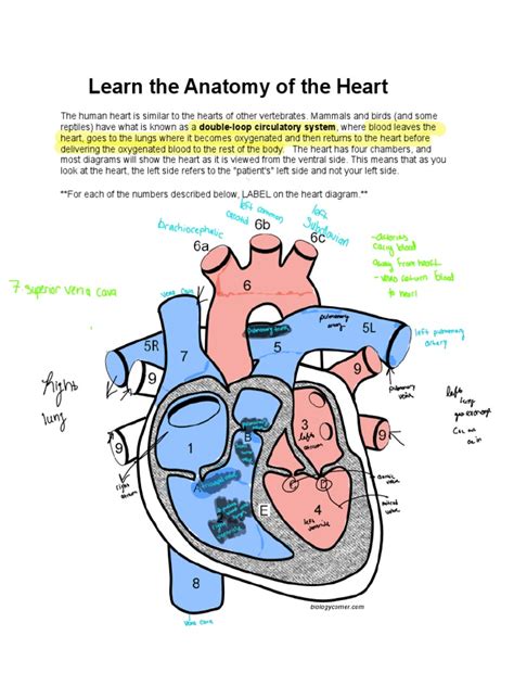 Heart Anatomy Pdf