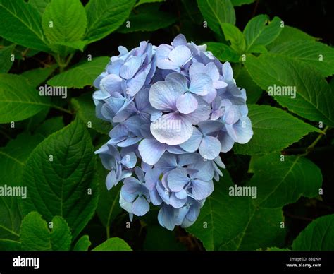 Hydrangea in flower, Plantae Division: Magnoliophyta Class Stock Photo ...